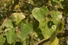 Macaranga denticulata