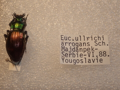 Carabus ulrichii arrogans