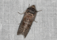 Culama suffusca