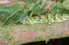Anolis princeps