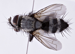 Lecanipa leucomelas
