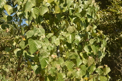 Macaranga denticulata