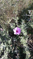 Convolvulus althaeoides althaeoides