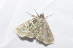 Chytonix
