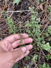 Scutellaria havanensis, photograph (c) Brandon Corder, some rights reserved (CC BY)