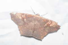 Paragonia cruraria