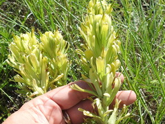 Castilleja citrina