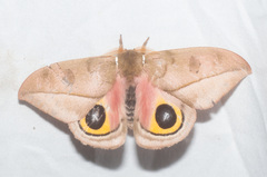 Automeris zugana