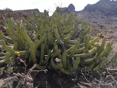 Myrtillocactus cochal