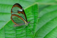 Ithomia agnosia zikani