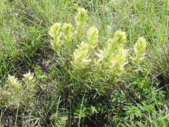 Castilleja citrina