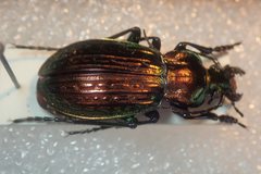 Carabus ulrichii arrogans