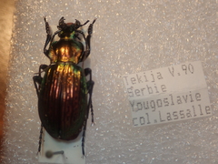 Carabus ulrichii arrogans