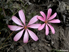 Mutisia araucana