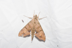 Xylophanes zurcheri
