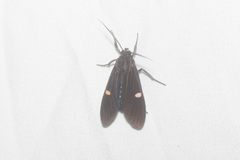 Aclytia punctata