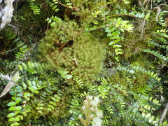 Bartramia mossmaniana