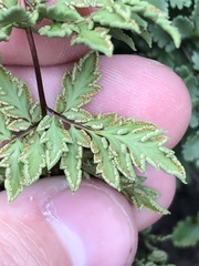 Myriopteris wrightii