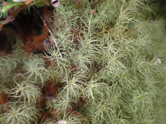 Bartramia mossmaniana