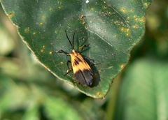 Lycomorphodes