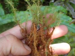 Bartramia mossmaniana