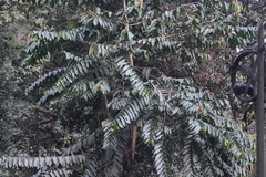Duabanga grandiflora