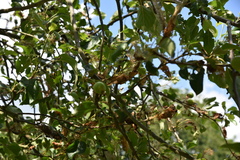 Yponomeuta malinellus
