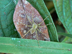 Thaumasia velox