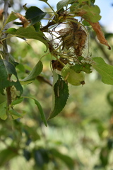 Yponomeuta malinellus