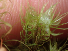 Bartramia mossmaniana