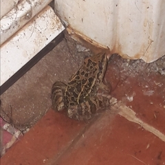 Leptodactylus fuscus