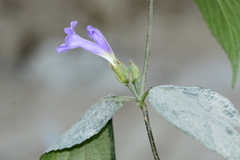 Strobilanthes capitata