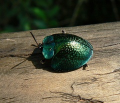 Cyrtonota