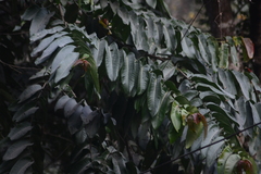 Duabanga grandiflora