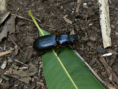 Passalus