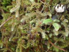 Breutelia pendula