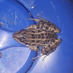 Leptodactylus luctator