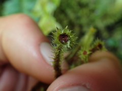 Breutelia pendula