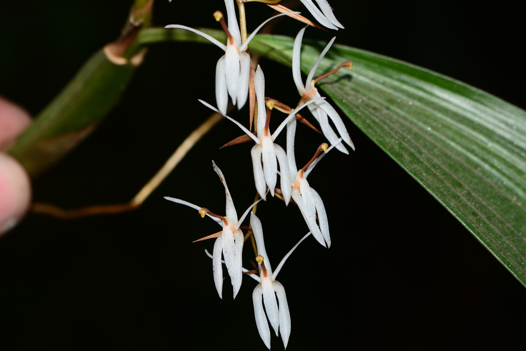 Coelogyne porrecta