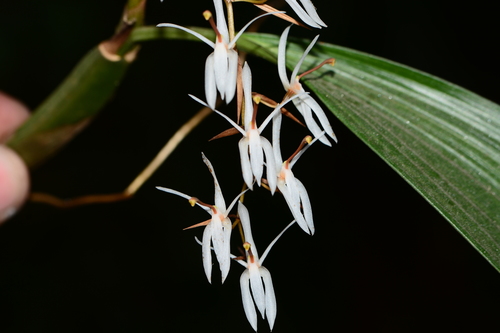 Coelogyne porrecta, photograph 4