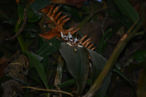Coelogyne porrecta, photograph 5