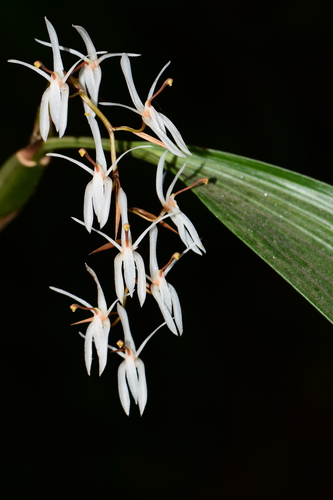 Coelogyne porrecta, photograph 6
