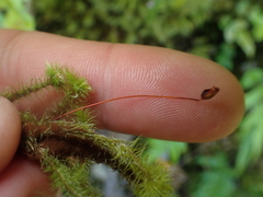 Breutelia pendula