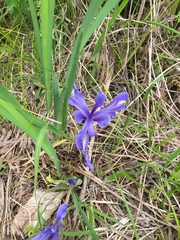 Iris macrosiphon