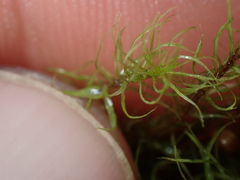 Bartramia mossmaniana