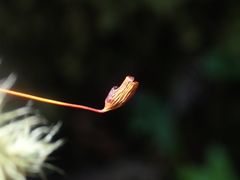 Breutelia pendula