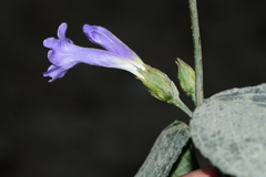 Strobilanthes capitata
