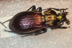 Carabus ulrichii arrogans