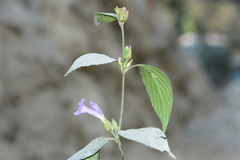 Strobilanthes capitata