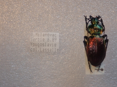 Carabus ulrichii arrogans